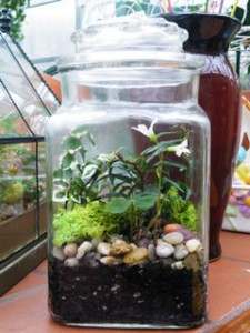 med-terrarium-225x300