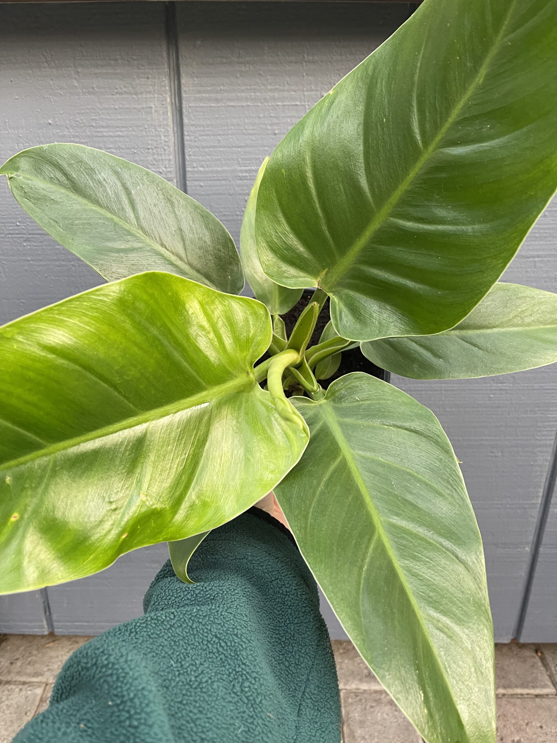 Philodendron Sp. | Ballantyne Gardens