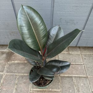 Rubber Tree 'Burgundy'