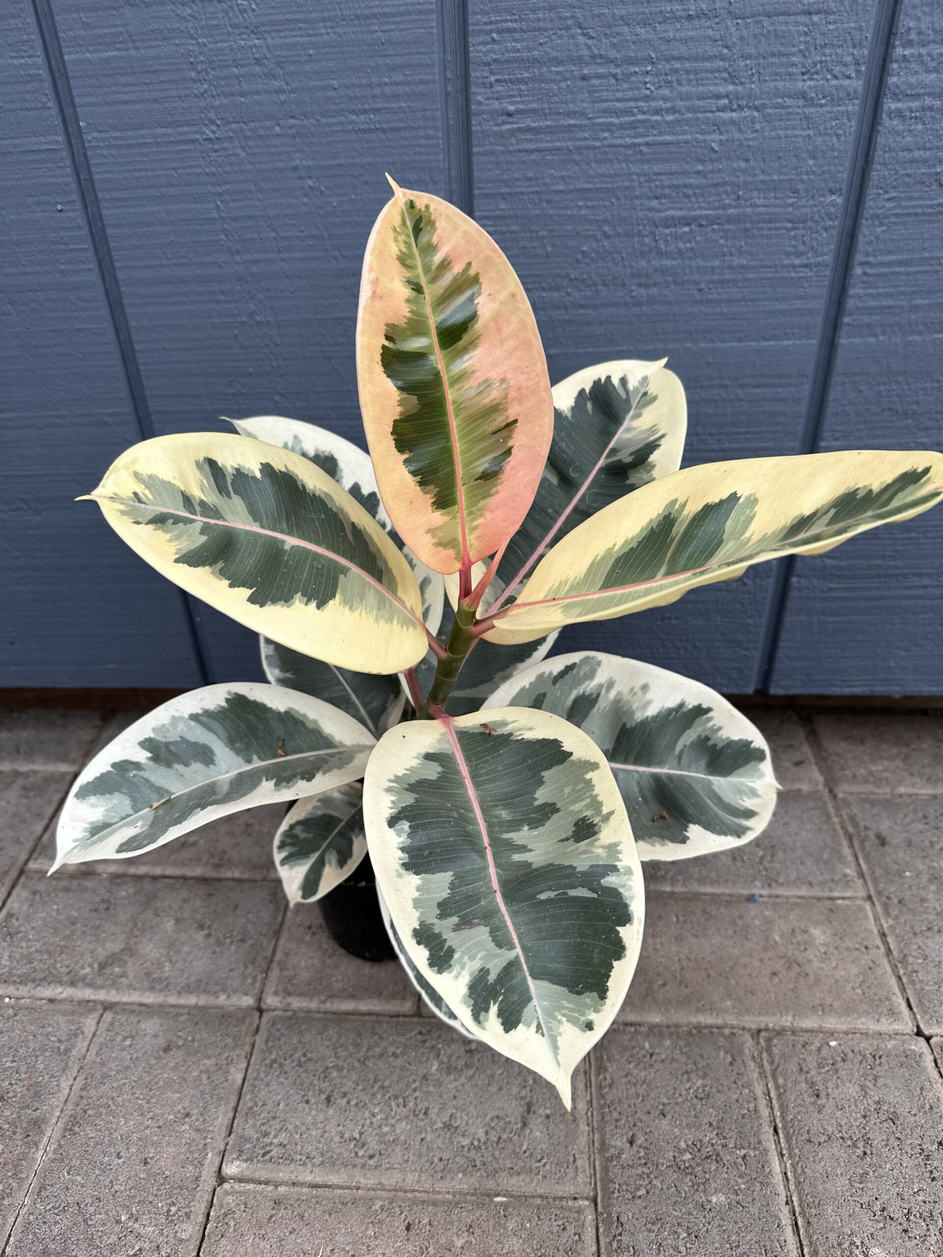 Rubber Tree ‘tineke’ 