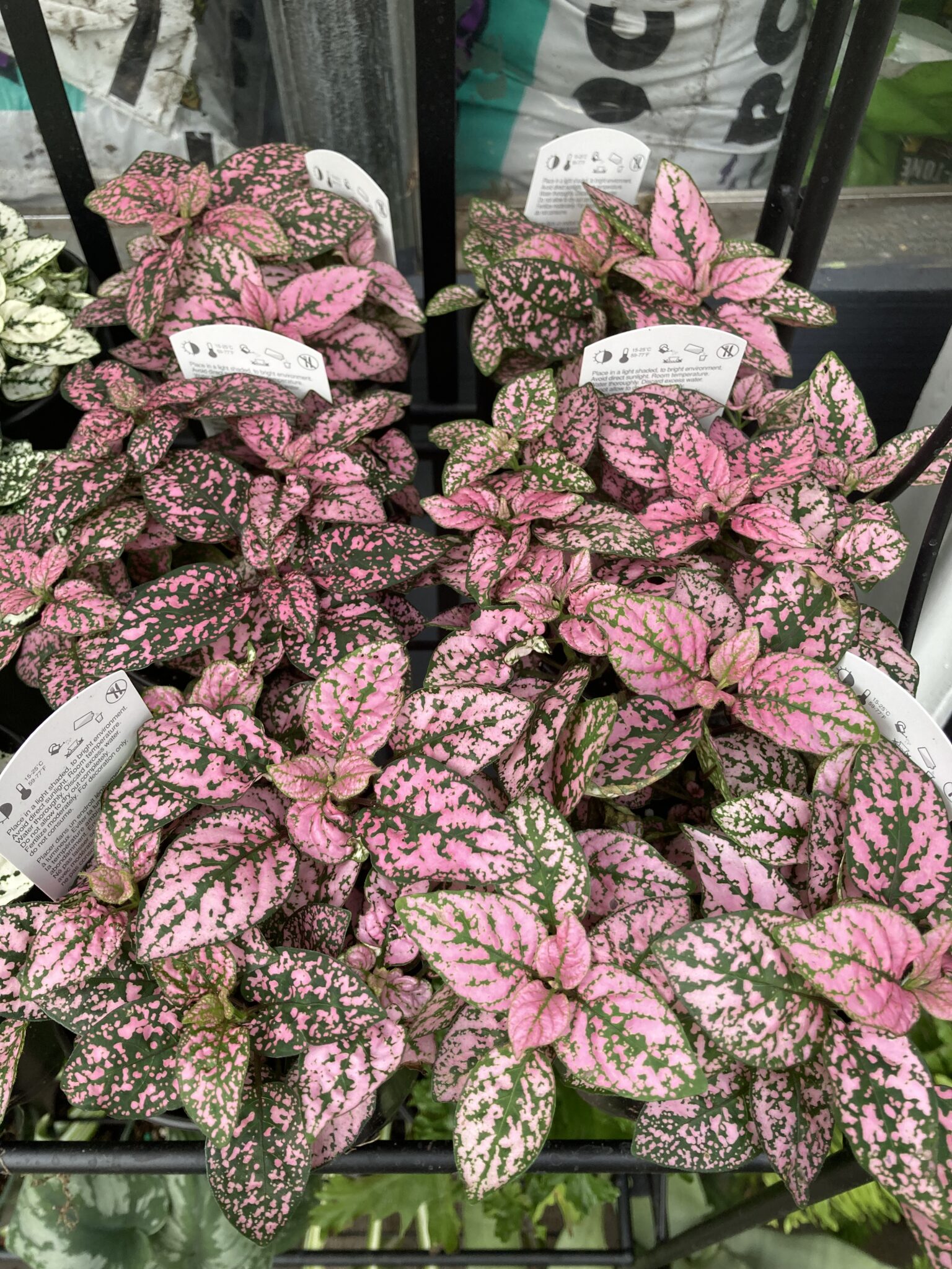 Polka Dot Plant-Pink | Ballantyne Gardens