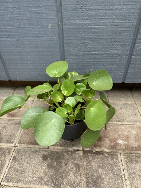 Pilea Peperomioides