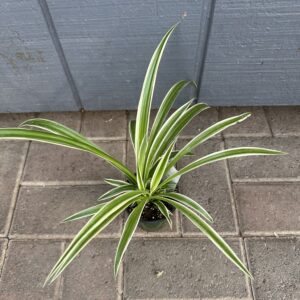 Spider Plant Reverse Variegated