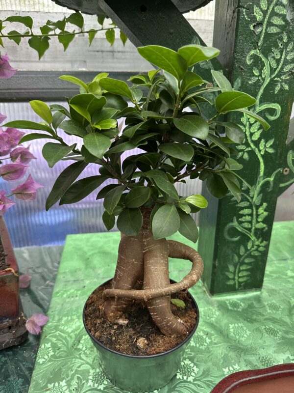 Ficus Microcarpa Bonsai (6" pot)