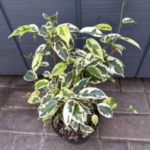 Ficus Benjamina Variegated