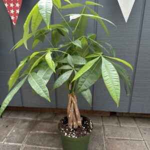 Money Tree - Twisted