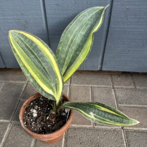 Variegated Sansevieria Whale Fin