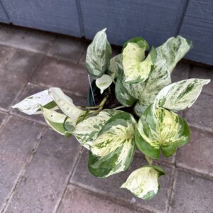 Manjula Pothos