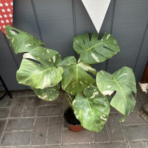 Monstera Thai Constellation