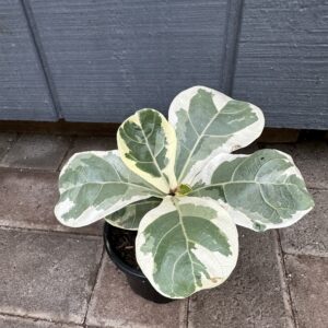 Variegated Fiddle Leaf Fig