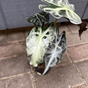 Alocasia Venom