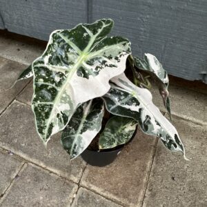 Alocasia Polly Variegated