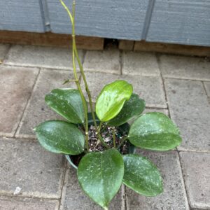 Hoya Latifolia 'Sarawak'