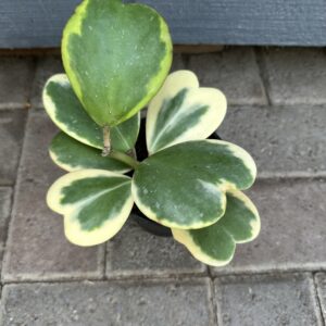 Hoya Kerrii Outer Variegated